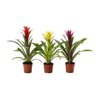 IKEA GUZMANIA (ИКЕА ГУЗМАНИЯ) 70555398