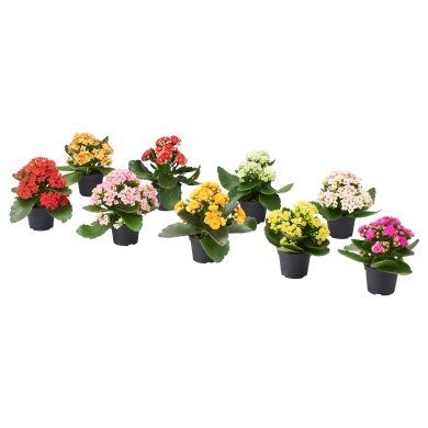 IKEA KALANCHOE (ИКЕА KALANCHOE) 00582296