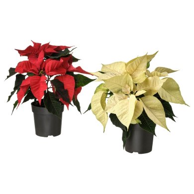 IKEA POINSETTIA (ИКЕА ПУАНСЕТИЯ) 60561700