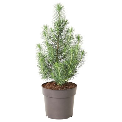 IKEA PINUS PINEA (ИКЕА ПИНУС ПИНЕЯ) 00561699