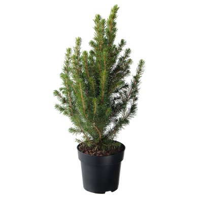 IKEA PICEA GLAUCA CONICA (ИКЕА ПИСЕЯ ГЛАУКА КОНИКА) 20561698