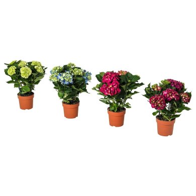 IKEA HYDRANGEA (ИКЕА ГОРТЕНЗИЯ) 70540364