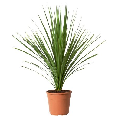 IKEA CORDYLINE INDIVISA (ИКЕА КОРДИЛИН ИНДИВИЗА) 00547118