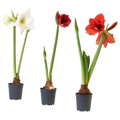 IKEA HIPPEASTRUM (ИКЕА ГИППЕАСТРУМ) 80561695