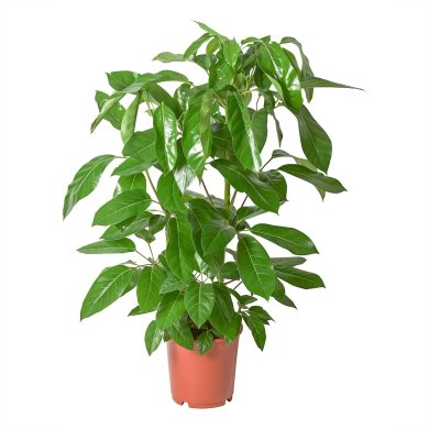 IKEA SCHEFFLERA ACTINOPHYLLA (ИКЕА SCHEFFLERA ACTINOPHYLLA) 60448846