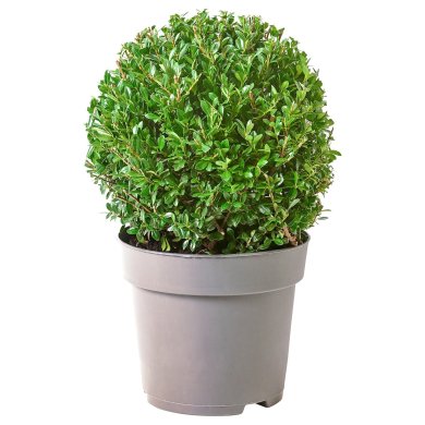 IKEA ILEX (ИКЕА ИЛЕКС) 40540365