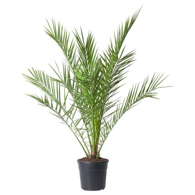 IKEA PHOENIX CANARIENSIS (ИКЕА ФЕНИКС КАНАРСКИЙ) 00547123