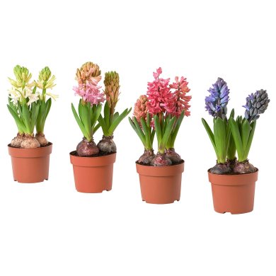 IKEA HYACINTHUS (ИКЕА ГИАЦИНТ) 40535019