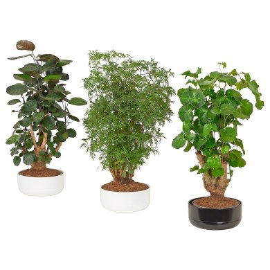 IKEA POLYSCIAS (ИКЕА POLYSCIAS) 00578666