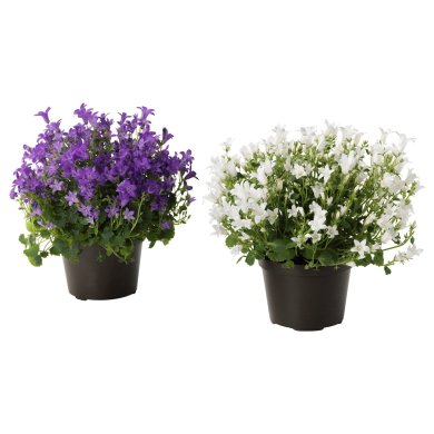 IKEA CAMPANULA PORTENSCHLAGIANA (ИКЕА КАМПАНУЛА ПОРТЕНШЛАГИАНА) 50540360