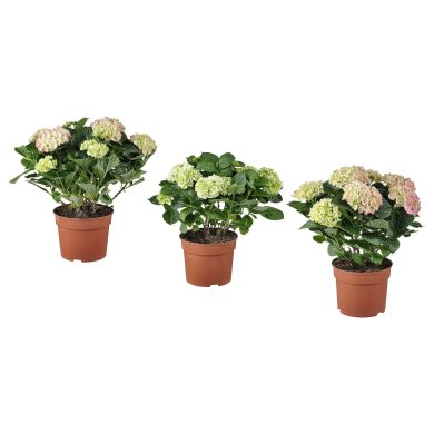 IKEA HYDRANGEA MACROPHYLLA (ИКЕА ГОРтензия Макрофилла) 10553255