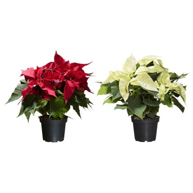 IKEA POINSETTIA (ИКЕА ПУАНСЕТИЯ) 40561701