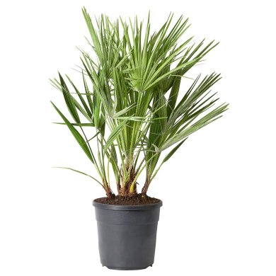 IKEA CHAMAEROPS HUMILIS (ИКЕА ХАМАЕРОПС УМИЛИС) 20547117