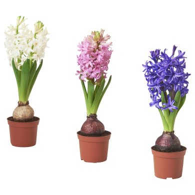 IKEA HYACINTHUS (ИКЕА ГИАЦИНТ) 60561696