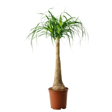 IKEA BEAUCARNEA RECURVATA (ИКЕА BEAUCARNEA RECURVATA) 40580200