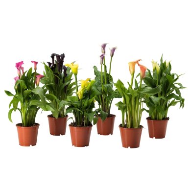 IKEA ZANTEDESCHIA (ИКЕА ЗАНТЕДЕСКИЯ) 80569757