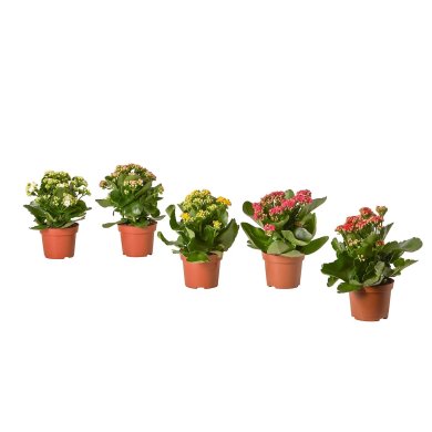 IKEA KALANCHOE (ИКЕА КАЛАНХОЭ) 70575155