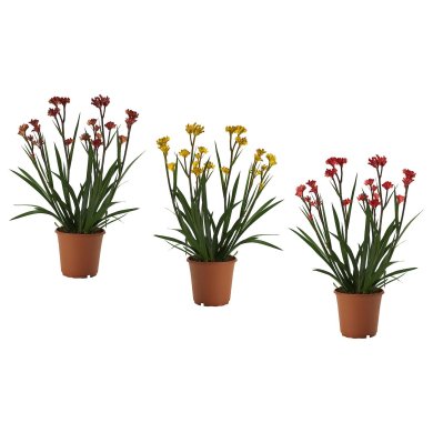 IKEA ANIGOZANTHOS (ИКЕА АНИГОЗАНТОС) 50460768