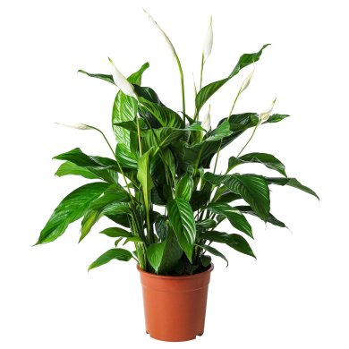 IKEA SPATHIPHYLLUM (ИКЕА SPATHIPHYLLUM) 70144849